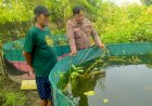 Wujud-Ketahanan-Pangan,-Kanit-Binmas-Polsek-Prambon-Tinjau-Budidaya-Ikan-Nila
