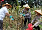 Dukung-Swasembada-Pangan-Nasional-Polresta-Malang-Kota-Targetkan-Lahan-26,35-Hektar-untuk-Kuartal-IV