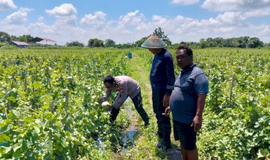 Polresta-Sidoarjo-Dorong-Swasembada-Pangan,-Lahan-Melon-di-Prambon-Siap-Panen