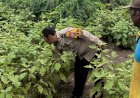 Bhabinkamtibmas-Cek-Lahan-P2B-Tanaman-Sayur,-Dukung-Ketahanan-Pangan-Warga-Tambak-Kalisogo