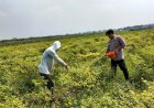 Polisi-Cinta-Petani-Panen-Cabai-Bareng,-Wujud-Nyata-Dukung-Ketahanan-Pangan-Polresta-Sidoarjo