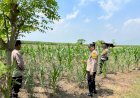 Polisi-Cinta-Petani,-Gencarkan-Pendampingan-Program-Ketahanan-Pangan-di-Kecamatan-Krembung