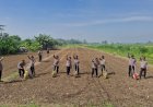 Polresta-Sidoarjo-dan-Polsek-Balongbendo-Sinergi-Perkuat-Ketahanan-Pangan-Lewat-Penanaman-Jagung