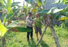 Polresta-Sidoarjo-Dukung-Budidaya-Pisang-Warga-Wonocolo-Demi-Ketahanan-Pangan