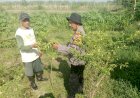 Dukung-Program-Asta-Cita,-Polsek-Balongbendo-Bina-Warga-Tanam-Lombok-di-Pekarangan-Desa