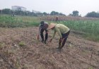 Polsek-Sidoarjo-Kota-Cek-Lahan-Jagung-di-Desa-Lebo,-Dukung-Program-Ketahanan-Pangan