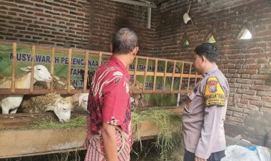 Peternak-Dihimbau-Perhatikan-Perkembangan-dan-Kesehatan-Kambing,-Guna-Kelangsungan-Ketahanan-Pangan