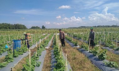 Kanit-Binmas-Polsek-Prambon-Tinjau-Lahan-Cabai-dan-Terong,-Dukung-Swasembada-Pangan-Mandiri-Warga