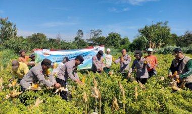 Wujudkan-Program-Ketahanan-Pangan-Polres-Probolinggo-Bersama-Kelompok-Tani-Panen-Jagung-di-Bantaran
