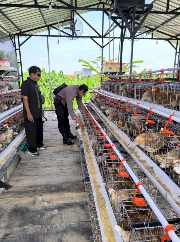 Bhabinkamtibmas Sidodadi Sambangi Peternakan Ayam Petelur, Tingkatkan Ketahanan Pangan