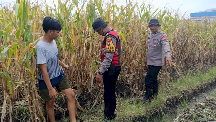 Cek Lahan Jagung Siap Panen di Balongbendo Sidoarjo, Dukung Swasembada Pangan 2026